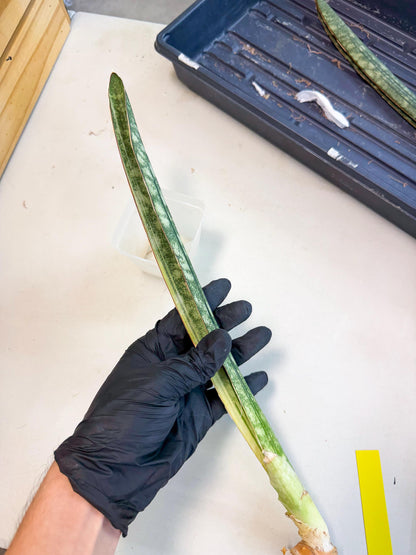 Sansevieria Malawi Bat Var (ca4) (y) | Imported