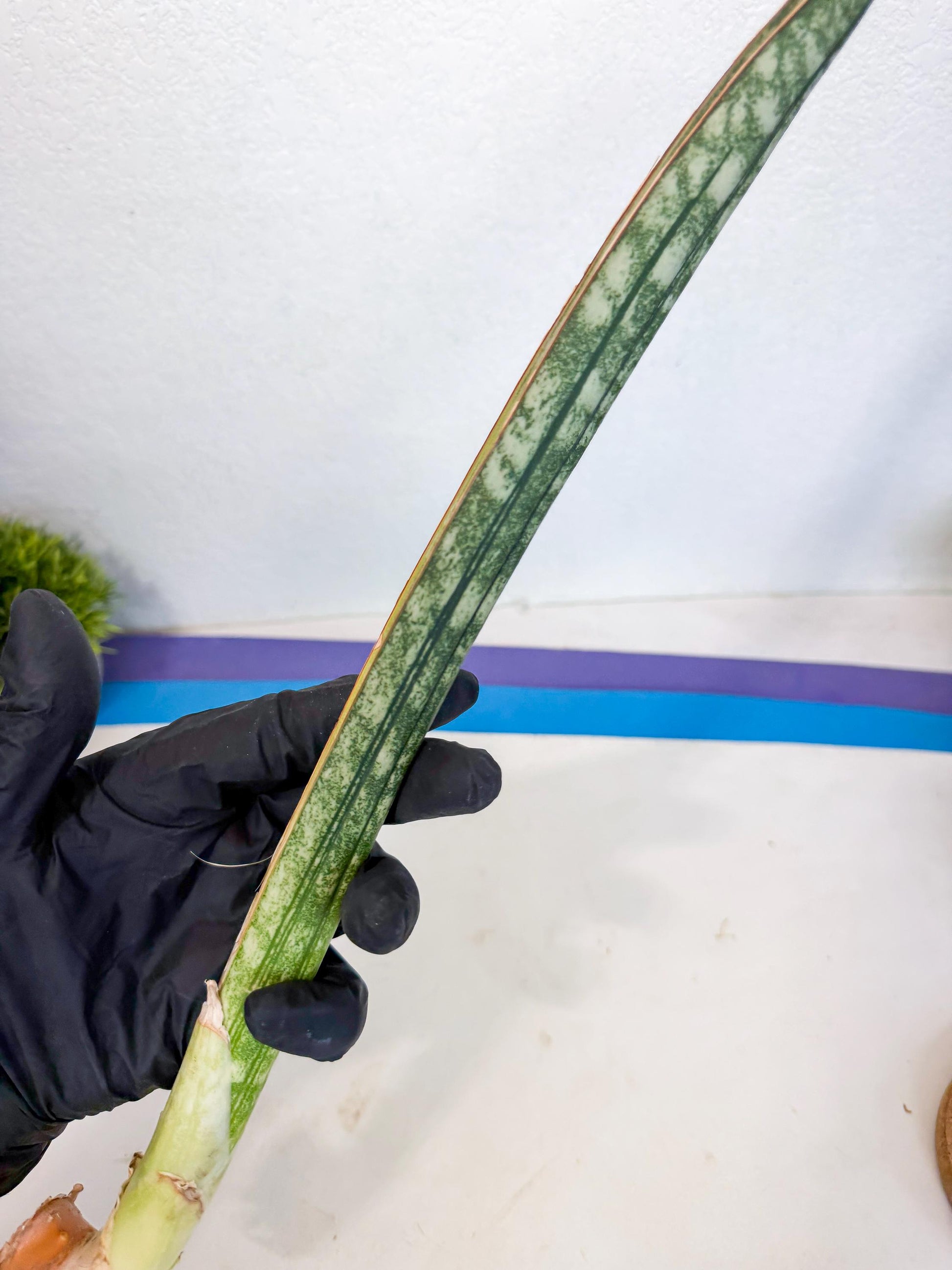 Sansevieria Malawi Bat Var (ca4) (y) | Imported