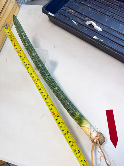Sansevieria Malawi Bat Var (ca4) (r) | Imported