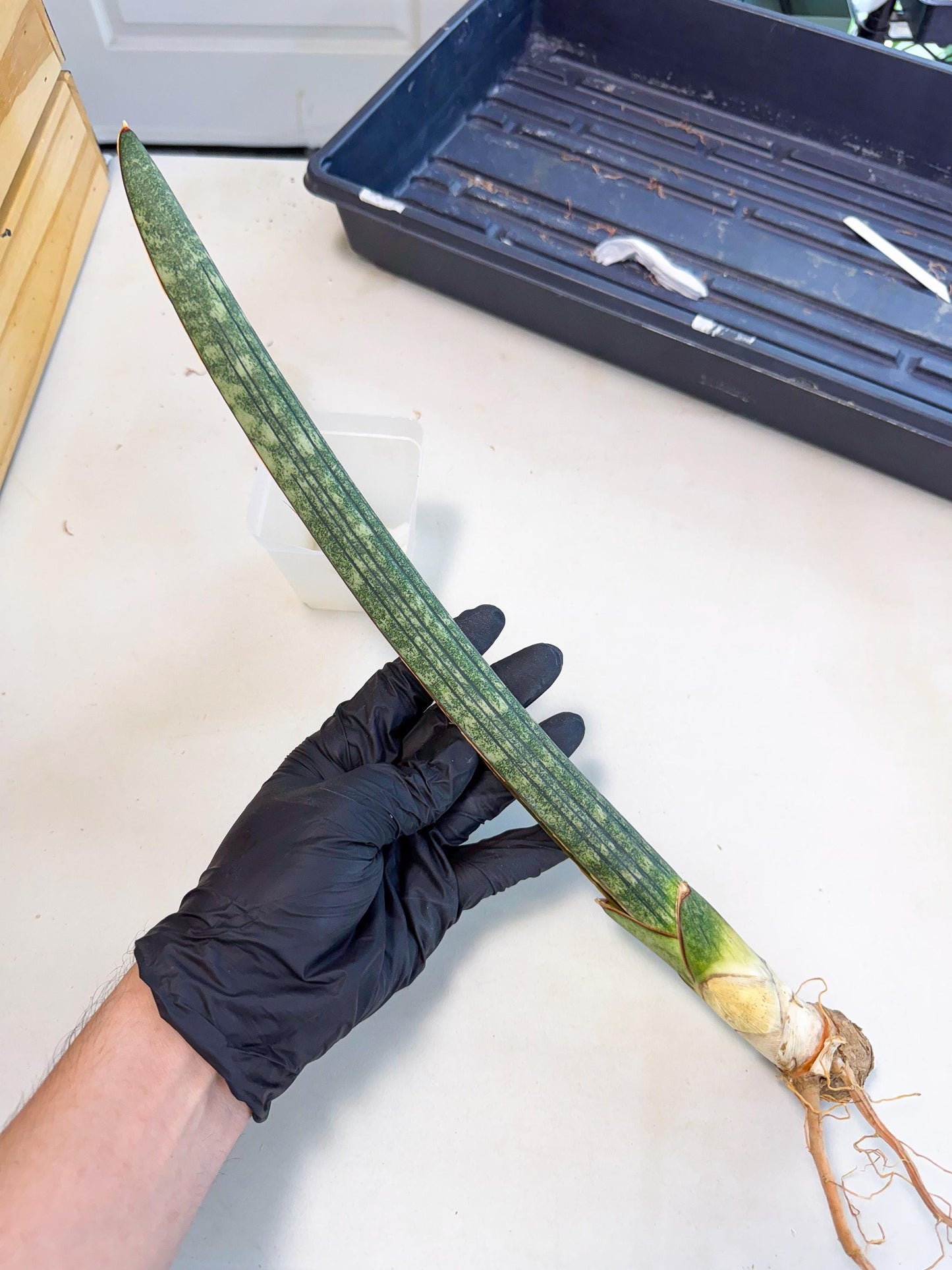 Sansevieria Malawi Bat Var (ca4) (r) | Imported