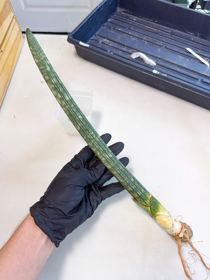 Sansevieria Malawi Bat Var (ca4) (r) | Imported
