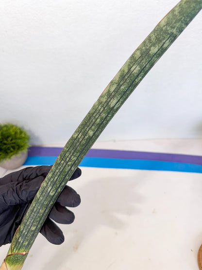 Sansevieria Malawi Bat Var (ca4) (r) | Imported