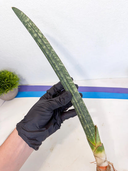 Sansevieria Malawi Bat Var (ca4) (r) | Imported