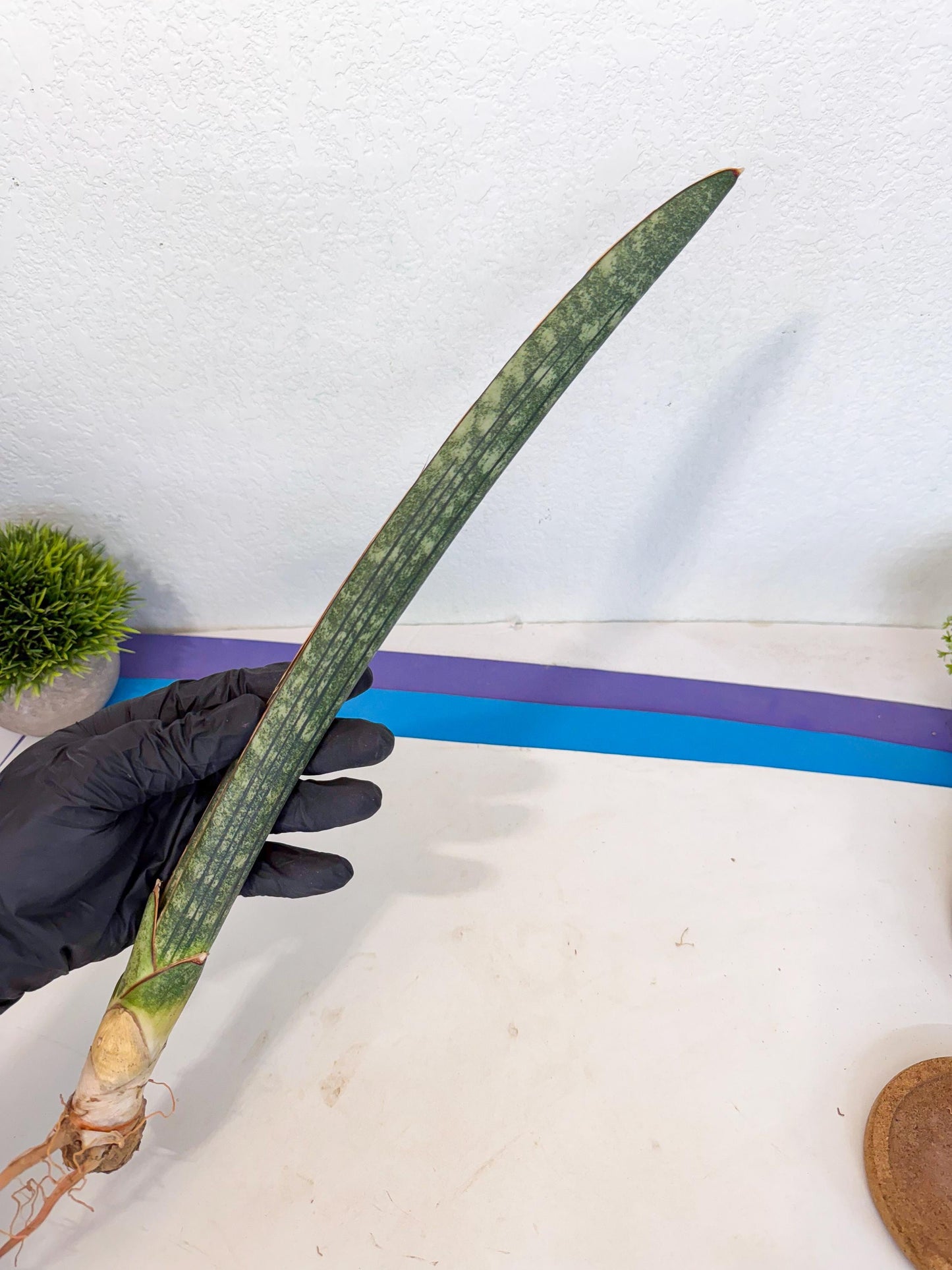 Sansevieria Malawi Bat Var (ca4) (r) | Imported