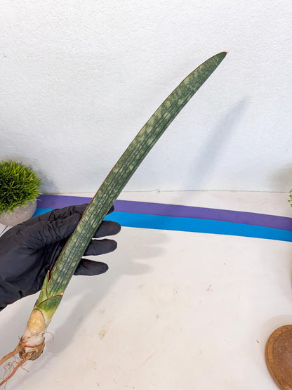 Sansevieria Malawi Bat Var (ca4) (r) | Imported