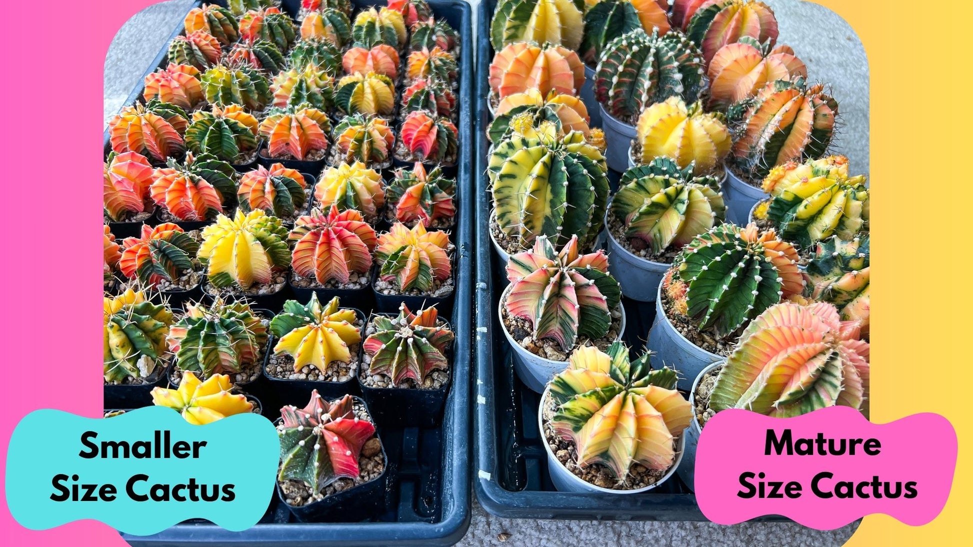Gymnocalycium Lb Hybrid (gy4) (g4) | Mature Cactus