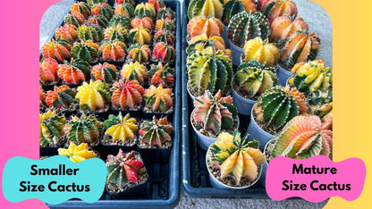 Gymnocalycium Lb Hybrid (gy4) (y1) | Mature Cactus