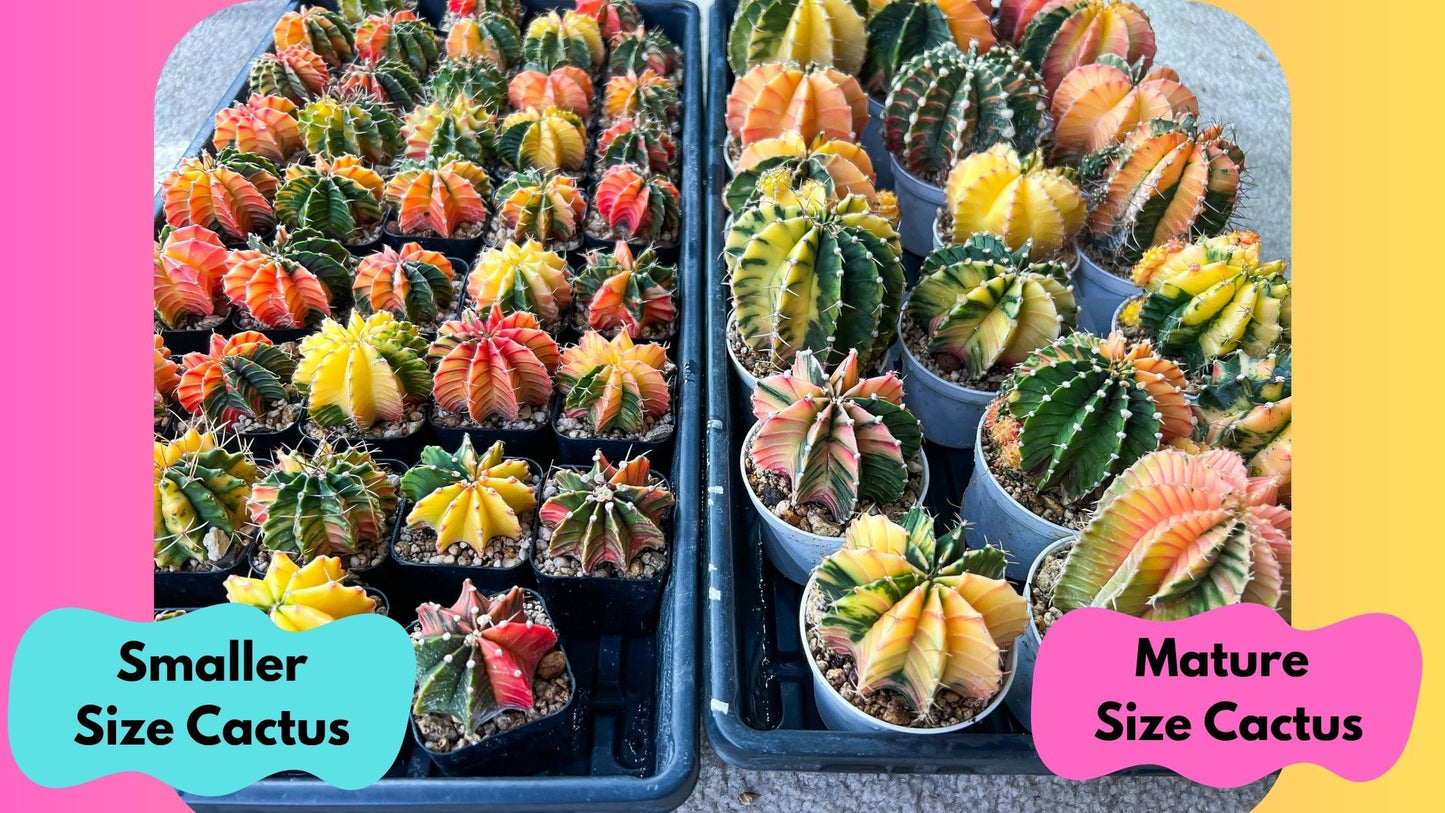 Gymnocalycium Lb Hybrid (gy4) (y5) | Mature Cactus