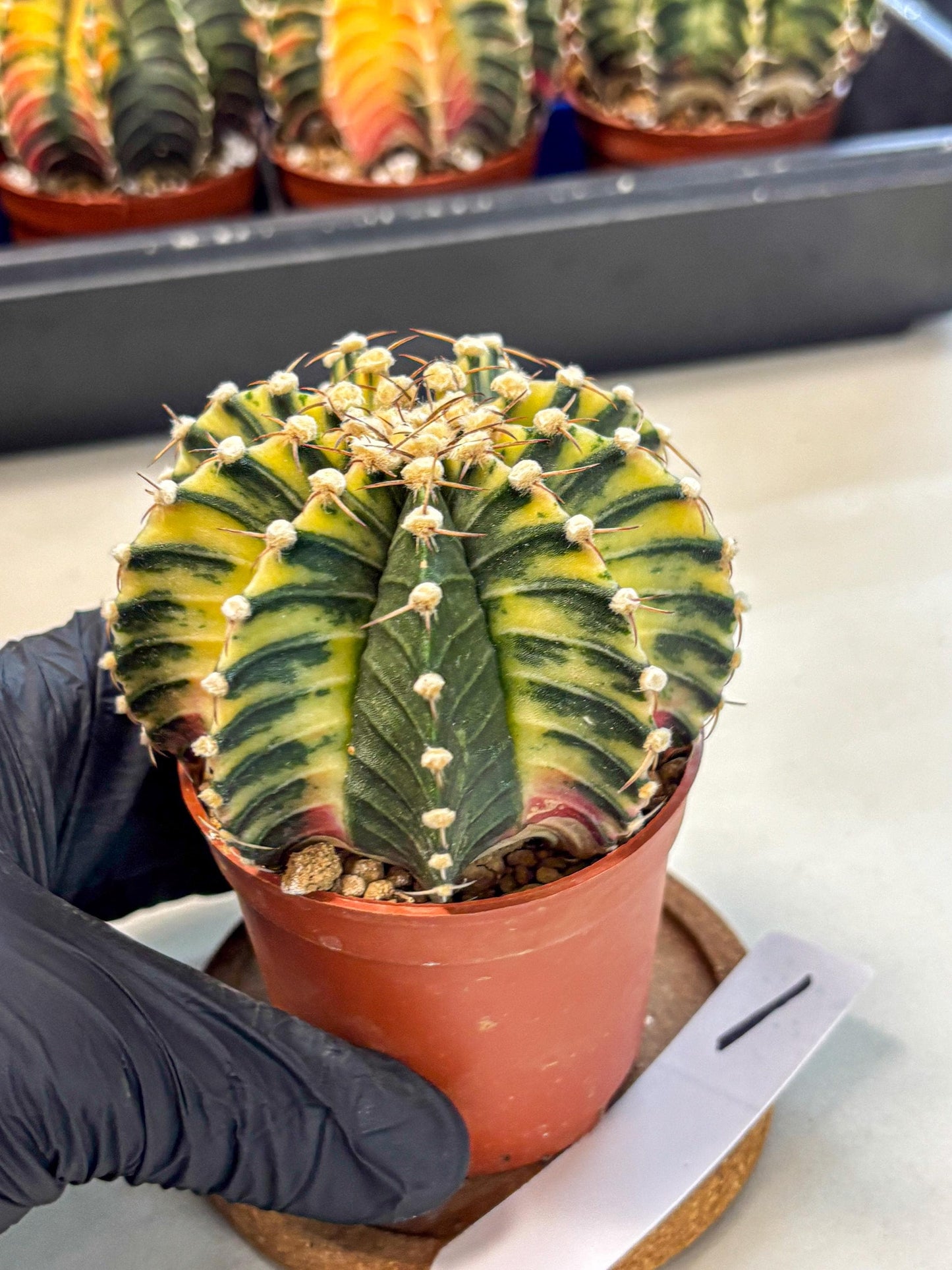 Gymnocalycium Lb Hybrid (gy4) (y1) | Mature Cactus