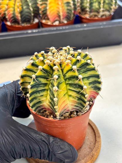 Gymnocalycium Lb Hybrid (gy4) (y1) | Mature Cactus
