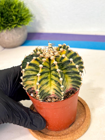 Gymnocalycium Lb Hybrid (gy4) (y1) | Mature Cactus