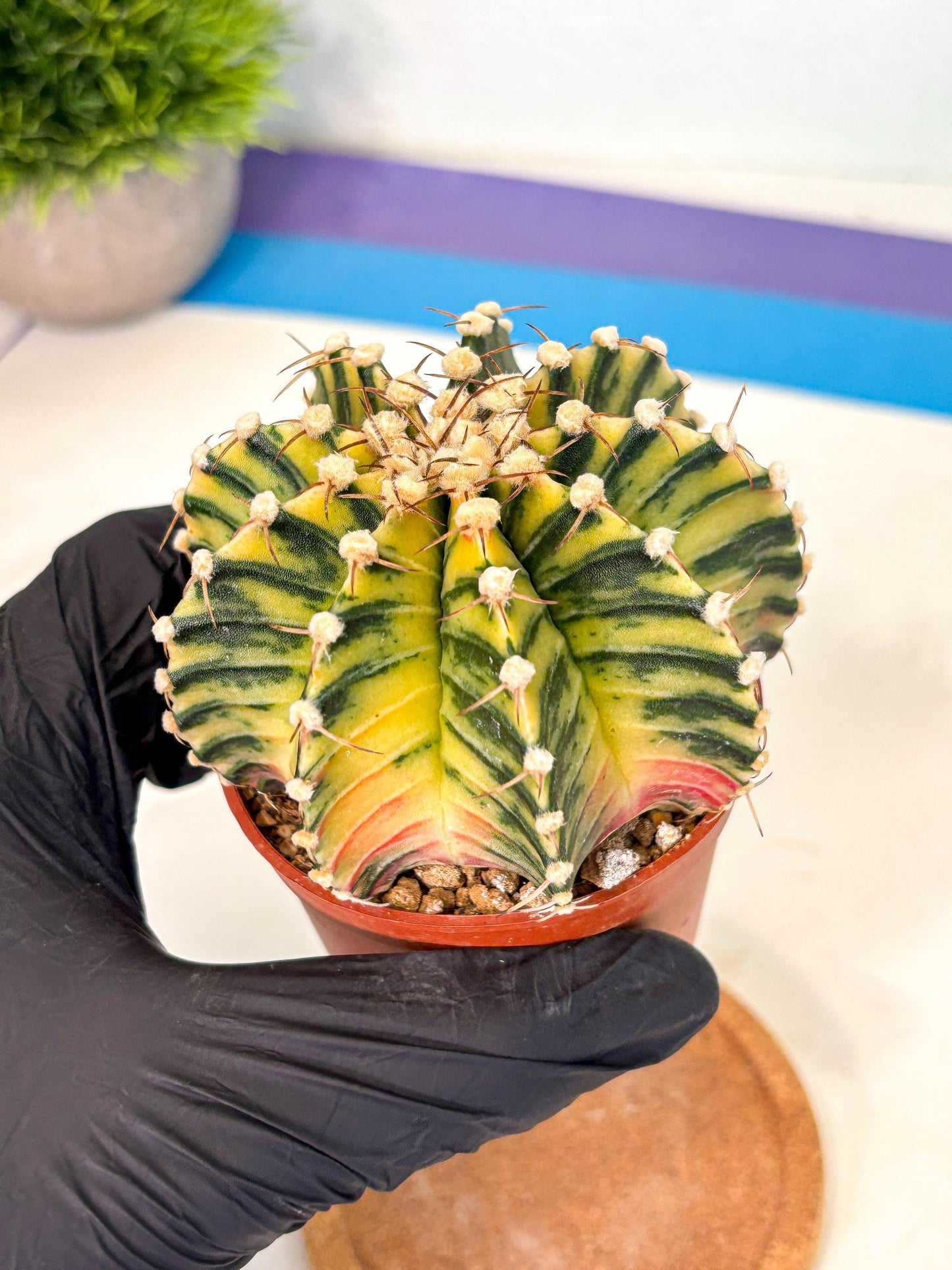 Gymnocalycium Lb Hybrid (gy4) (y1) | Mature Cactus