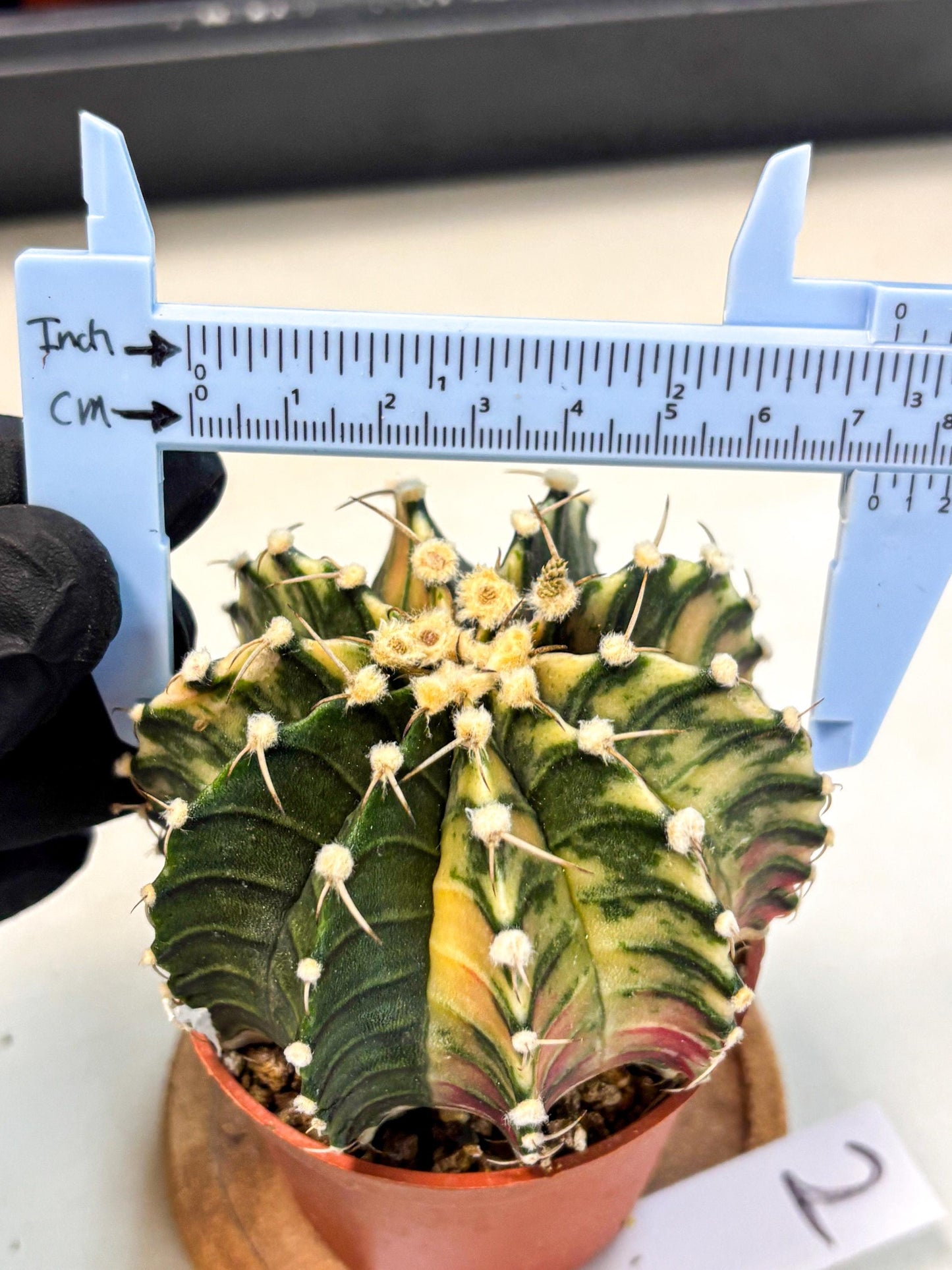 Gymnocalycium Lb Hybrid (gy4) (y1) | Mature Cactus