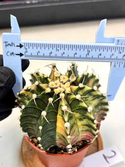 Gymnocalycium Lb Hybrid (gy4) (y1) | Mature Cactus