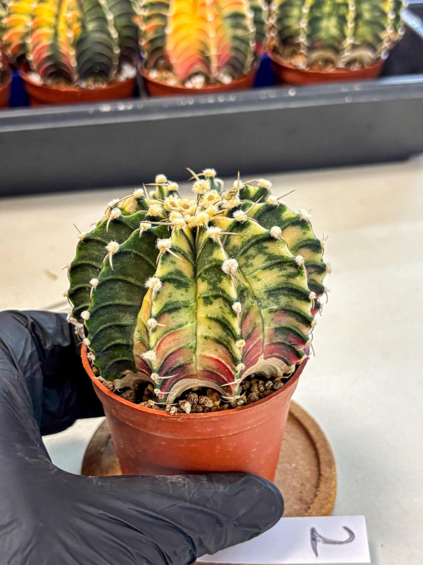 Gymnocalycium Lb Hybrid (gy4) (y1) | Mature Cactus