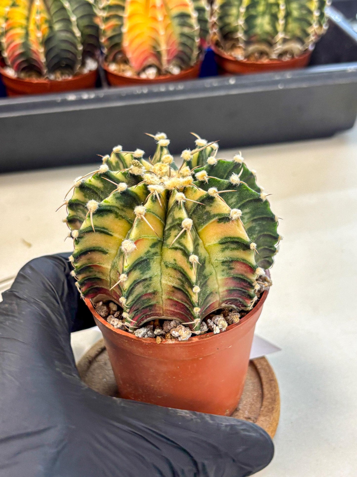 Gymnocalycium Lb Hybrid (gy4) (y1) | Mature Cactus