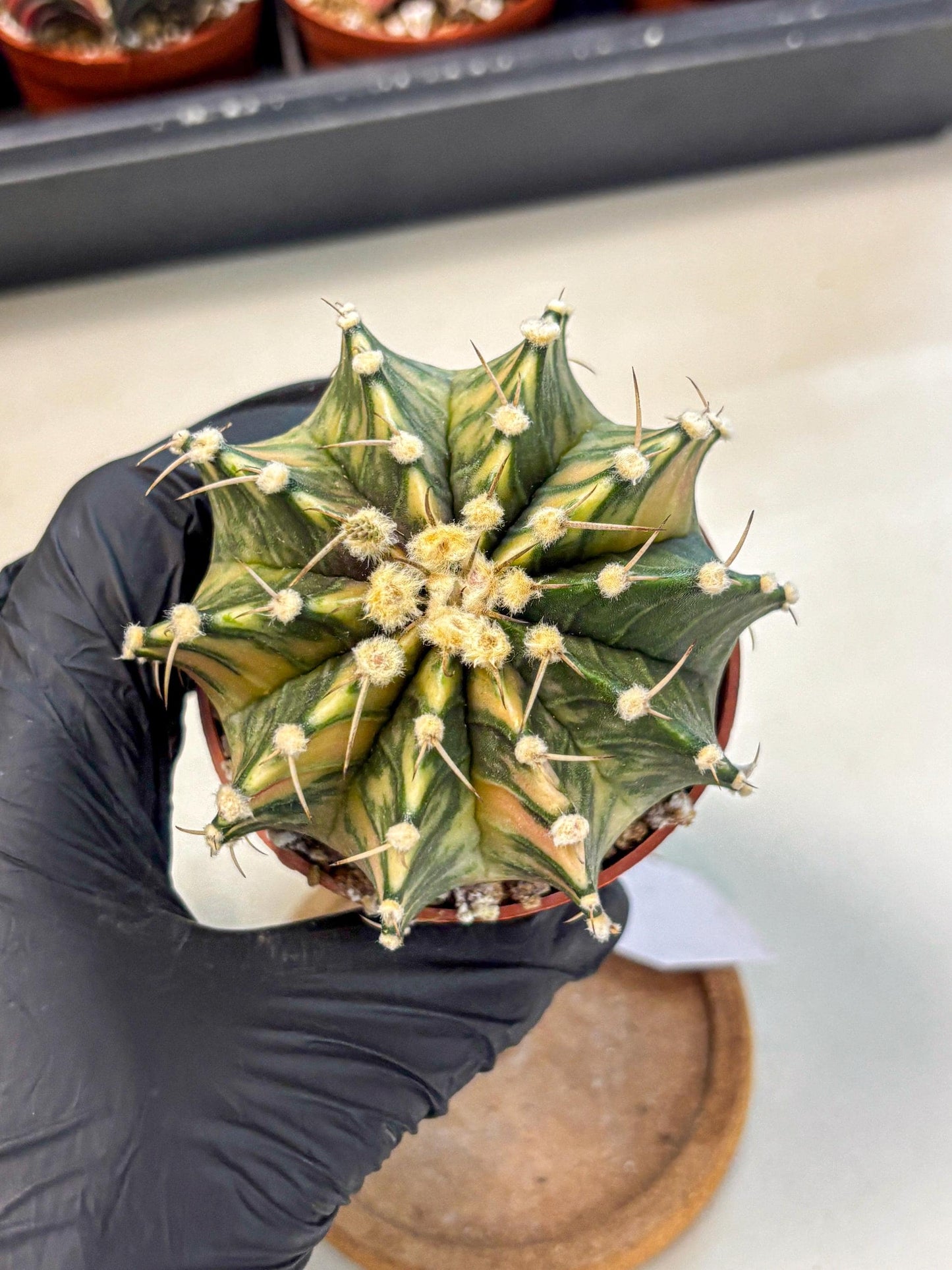 Gymnocalycium Lb Hybrid (gy4) (y1) | Mature Cactus