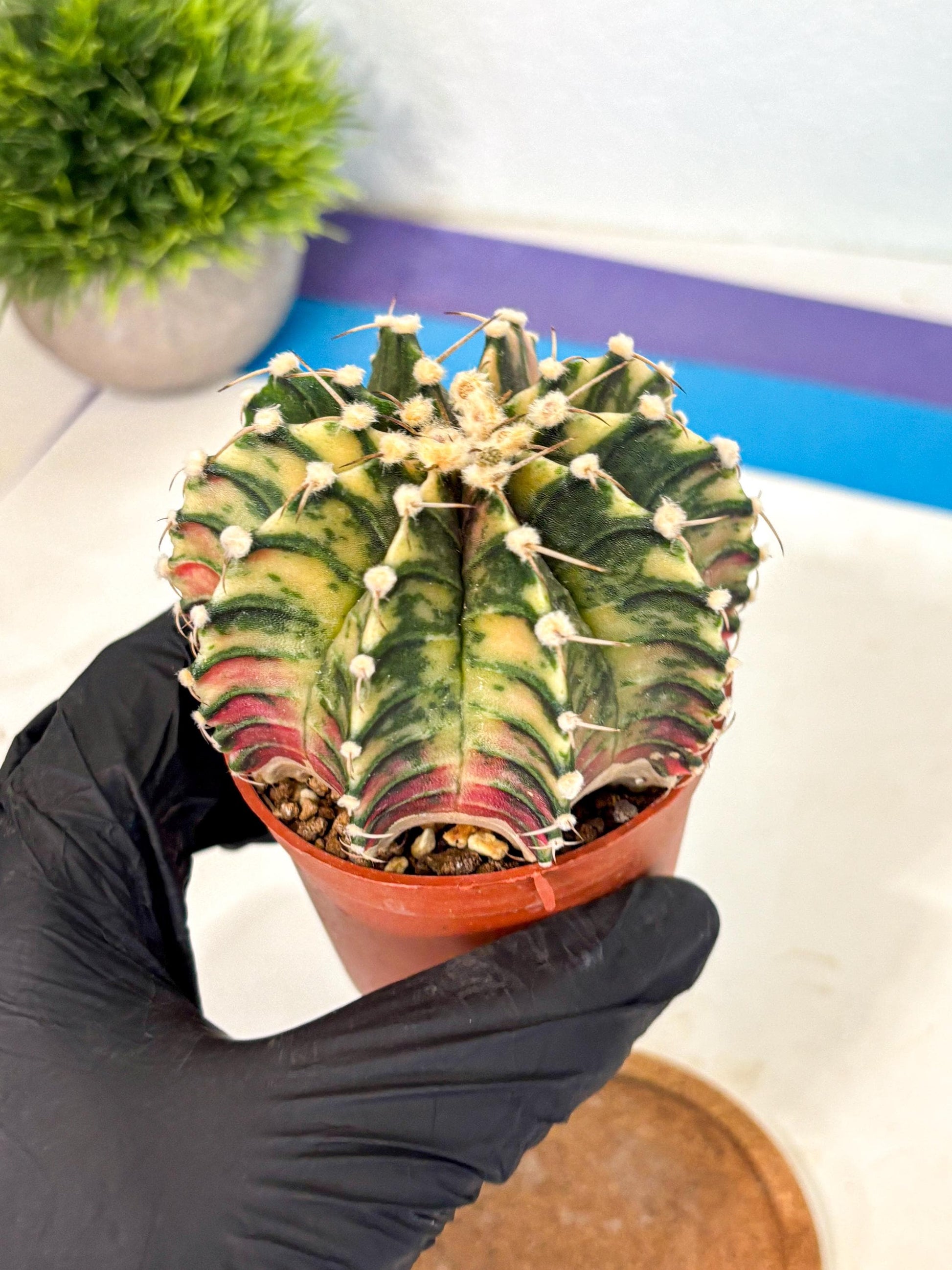 Gymnocalycium Lb Hybrid (gy4) (y1) | Mature Cactus
