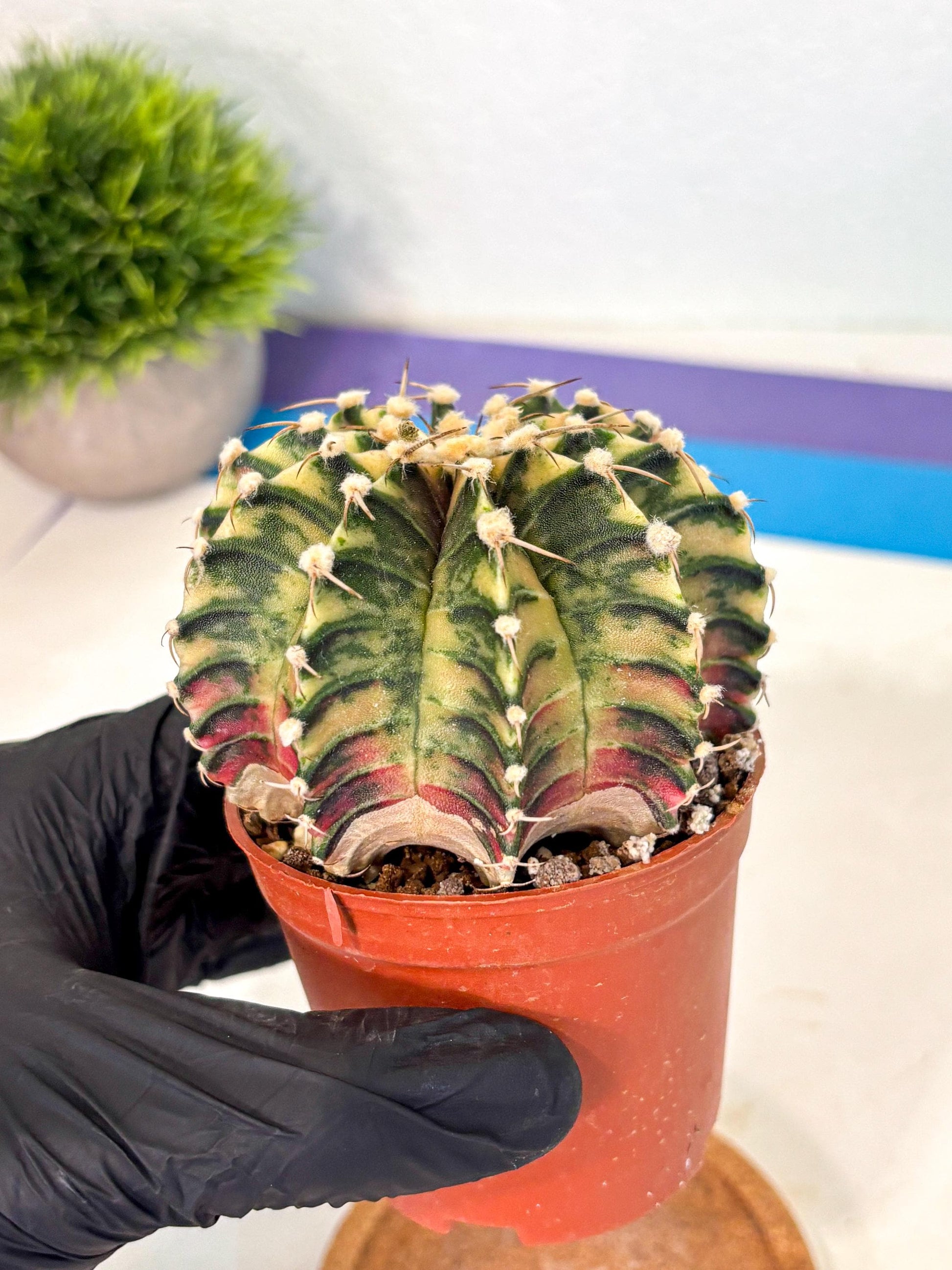 Gymnocalycium Lb Hybrid (gy4) (y1) | Mature Cactus
