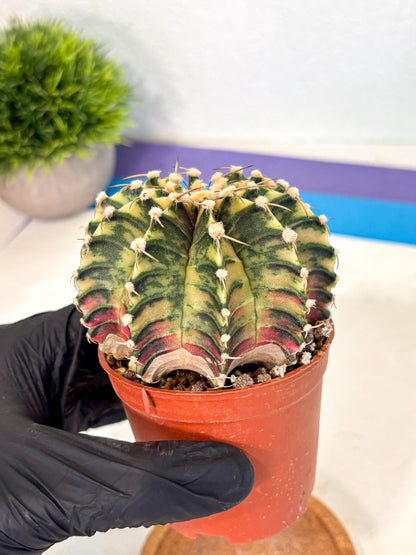 Gymnocalycium Lb Hybrid (gy4) (y1) | Mature Cactus
