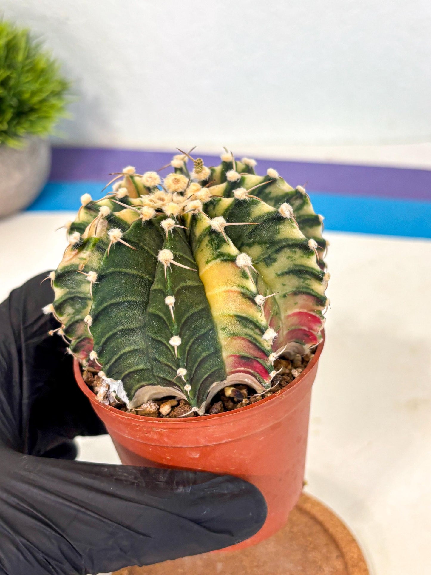 Gymnocalycium Lb Hybrid (gy4) (y1) | Mature Cactus