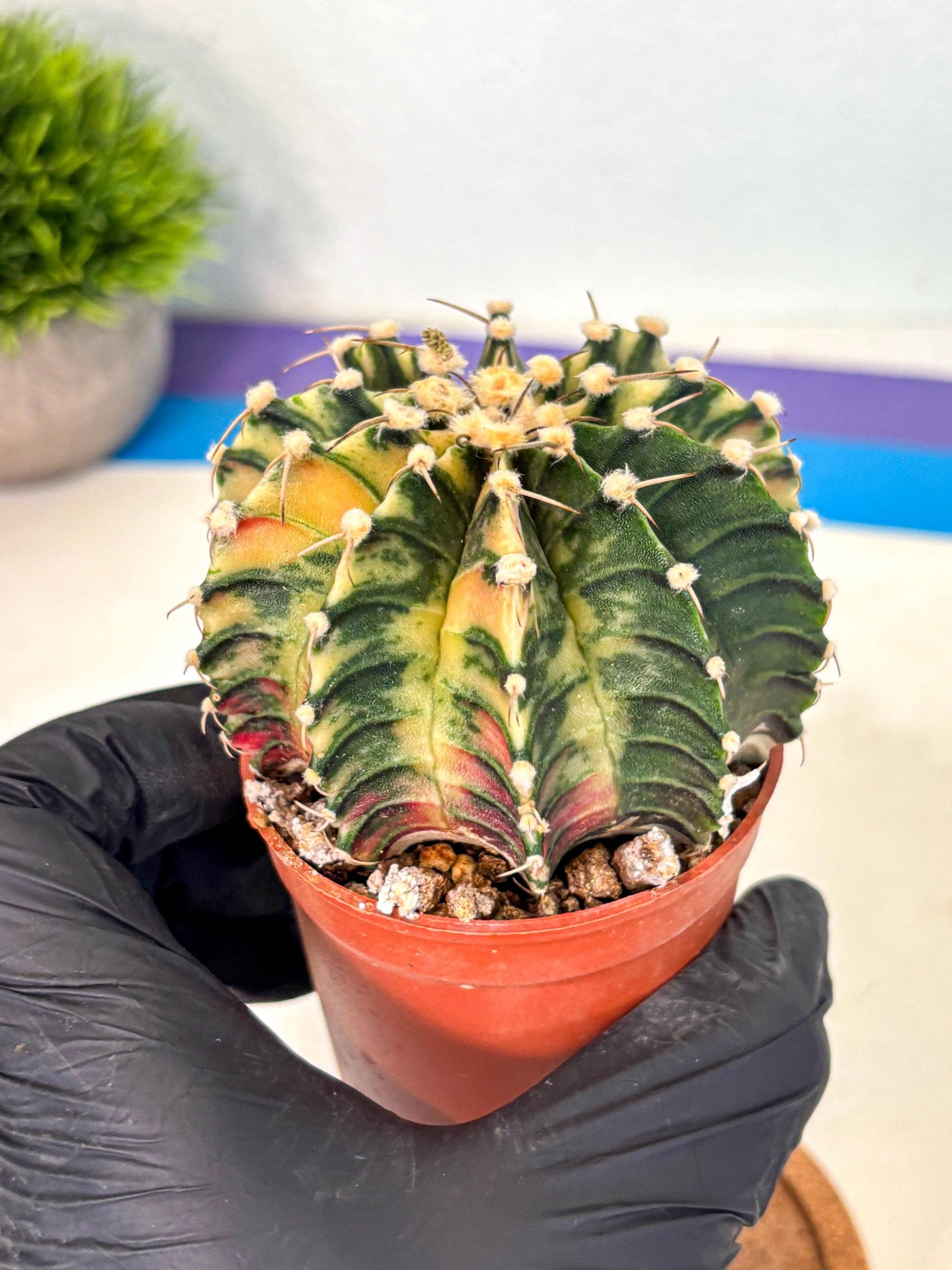 Gymnocalycium Lb Hybrid (gy4) (y1) | Mature Cactus