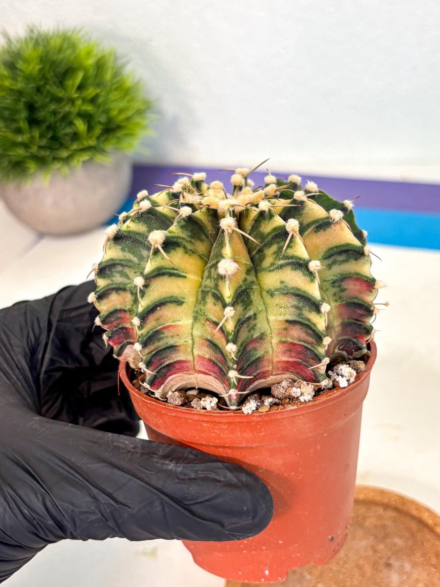 Gymnocalycium Lb Hybrid (gy4) (y1) | Mature Cactus