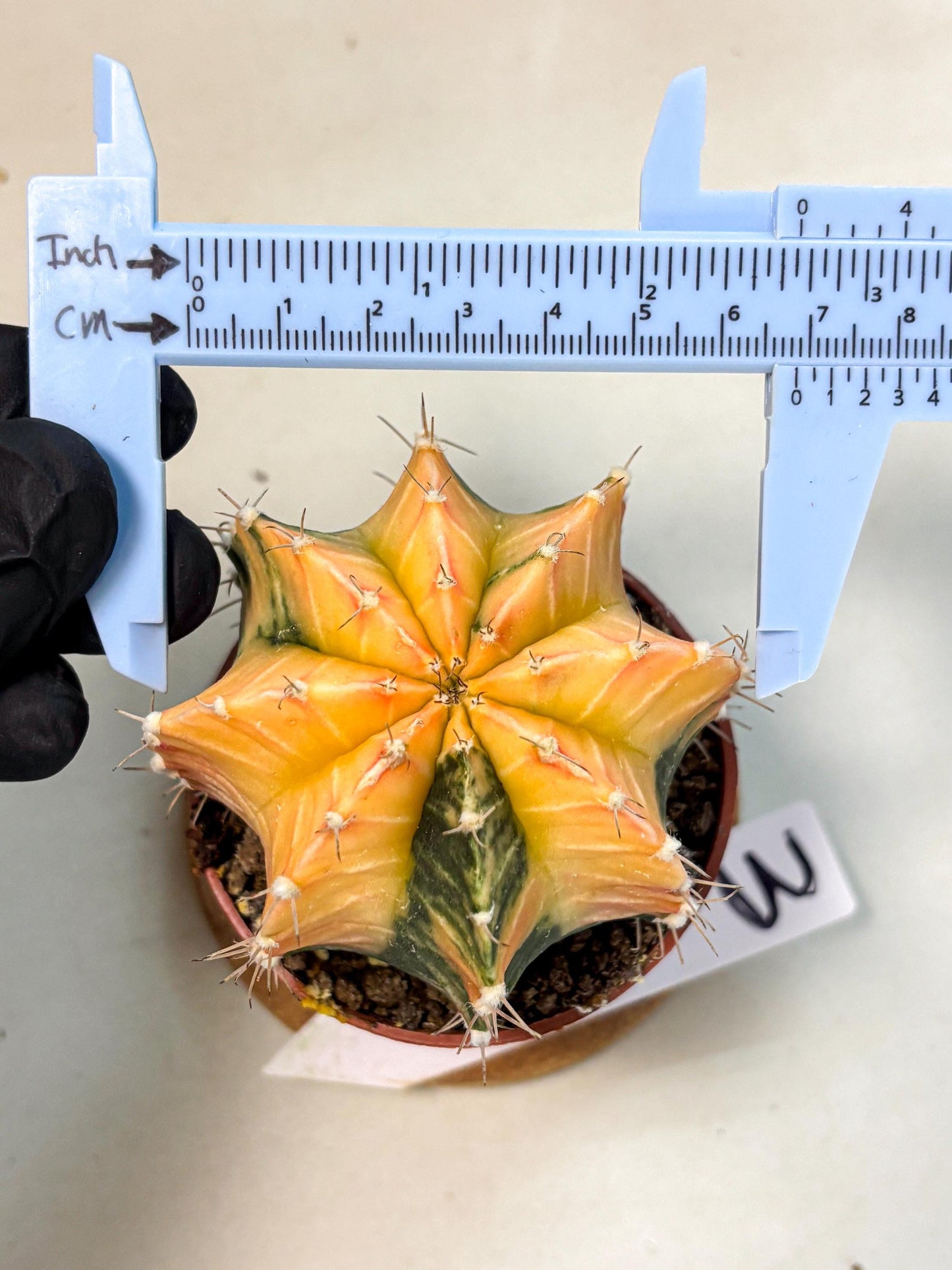 Gymnocalycium Lb Hybrid (gy4) (y3) | Mature Cactus