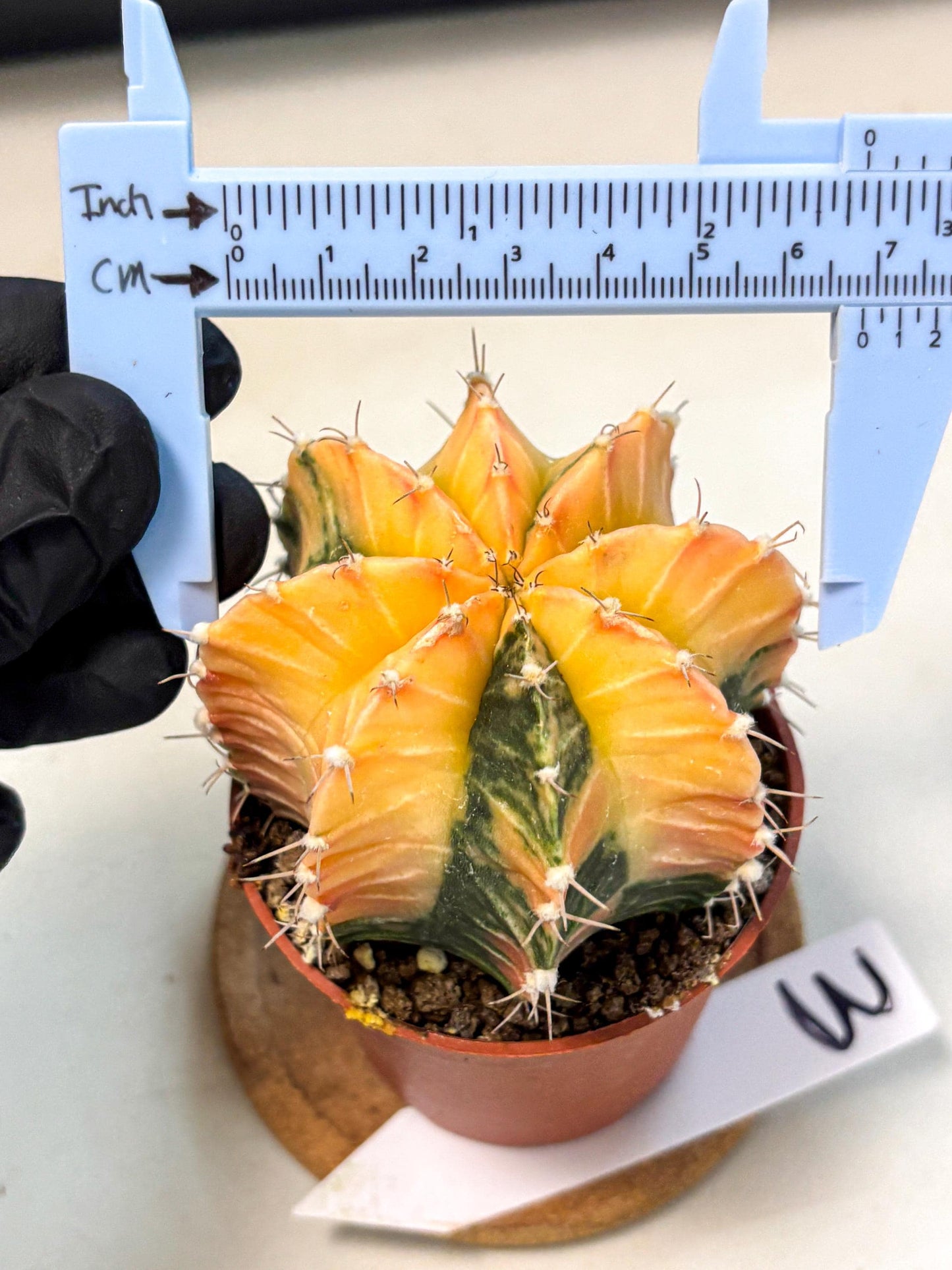 Gymnocalycium Lb Hybrid (gy4) (y3) | Mature Cactus