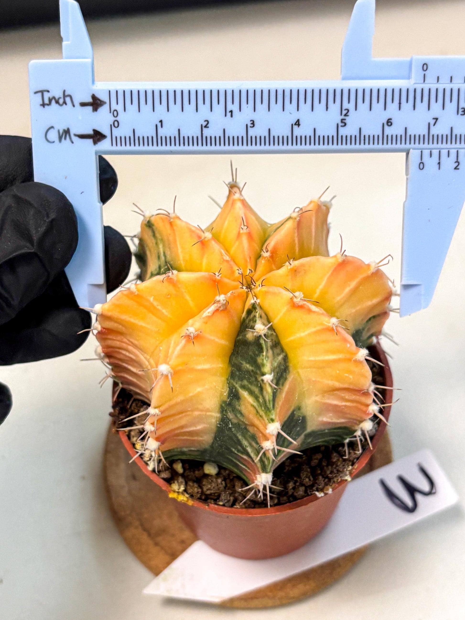 Gymnocalycium Lb Hybrid (gy4) (y3) | Mature Cactus