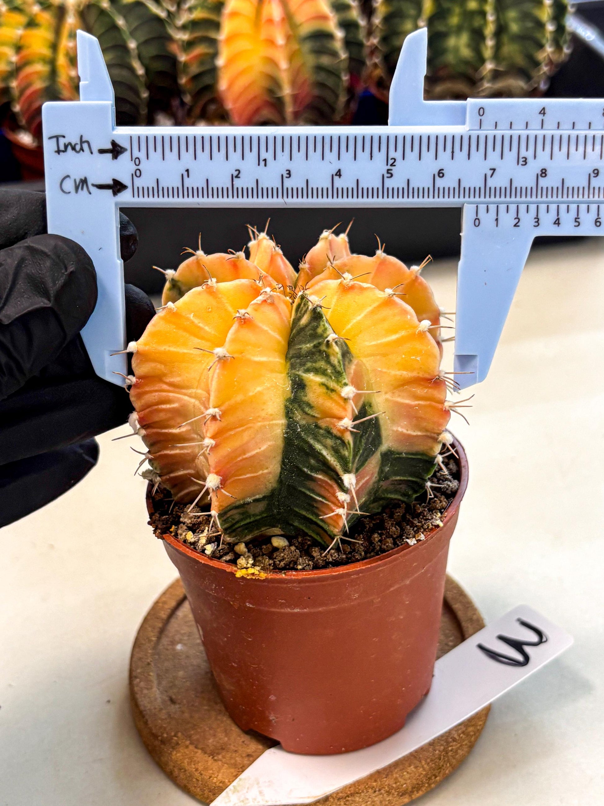 Gymnocalycium Lb Hybrid (gy4) (y3) | Mature Cactus