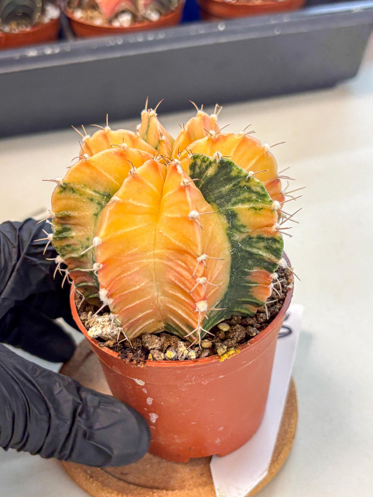 Gymnocalycium Lb Hybrid (gy4) (y3) | Mature Cactus