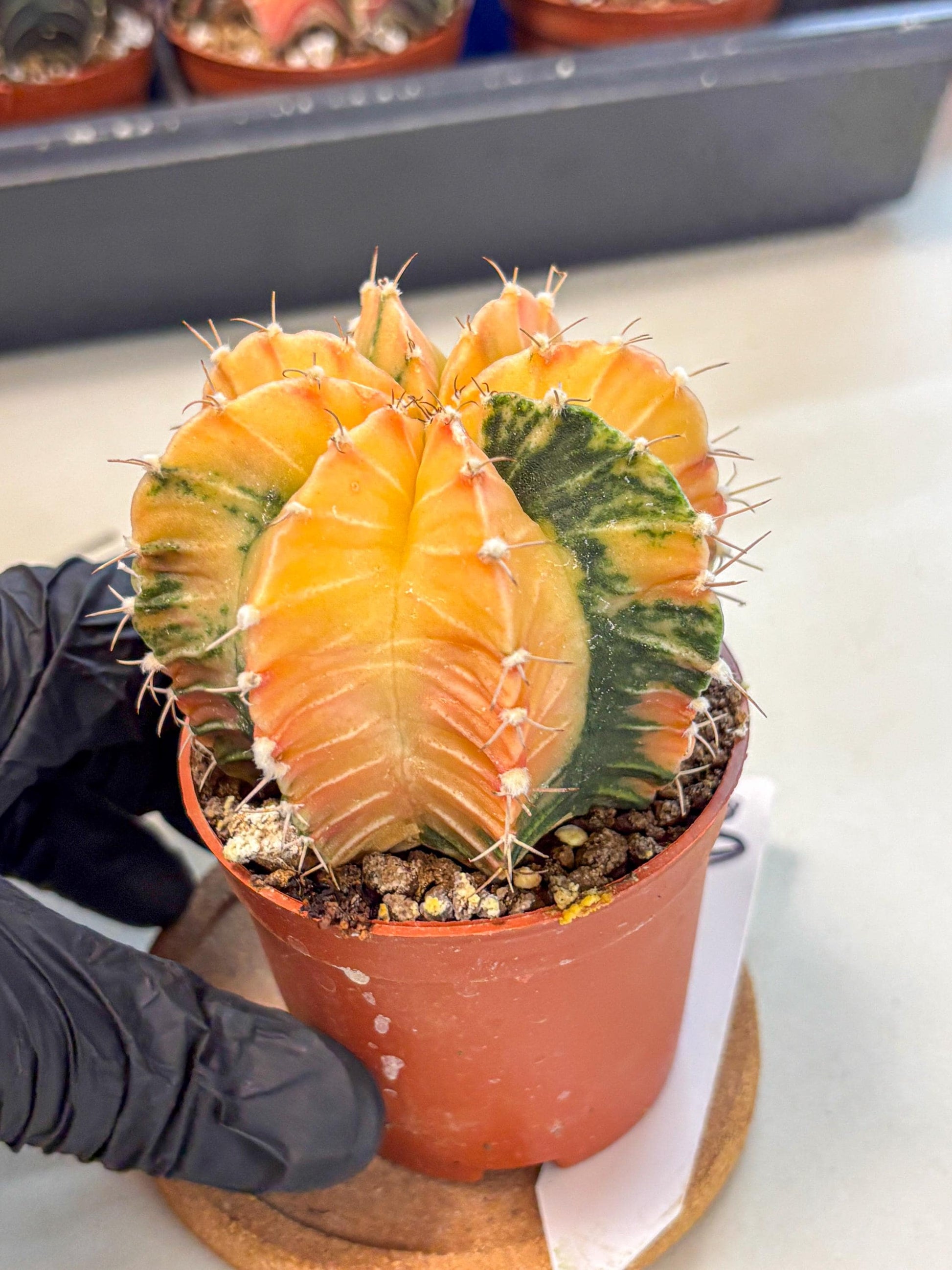 Gymnocalycium Lb Hybrid (gy4) (y3) | Mature Cactus