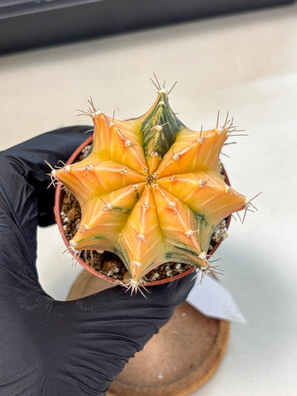 Gymnocalycium Lb Hybrid (gy4) (y3) | Mature Cactus