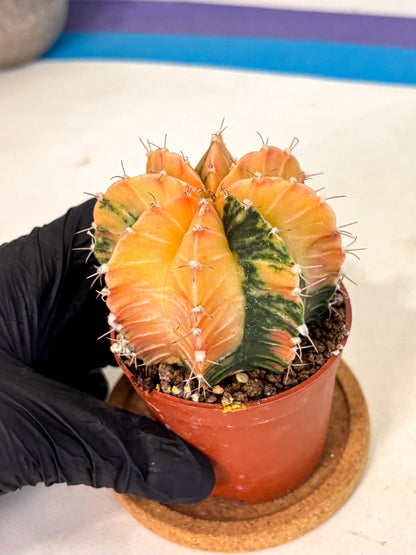 Gymnocalycium Lb Hybrid (gy4) (y3) | Mature Cactus