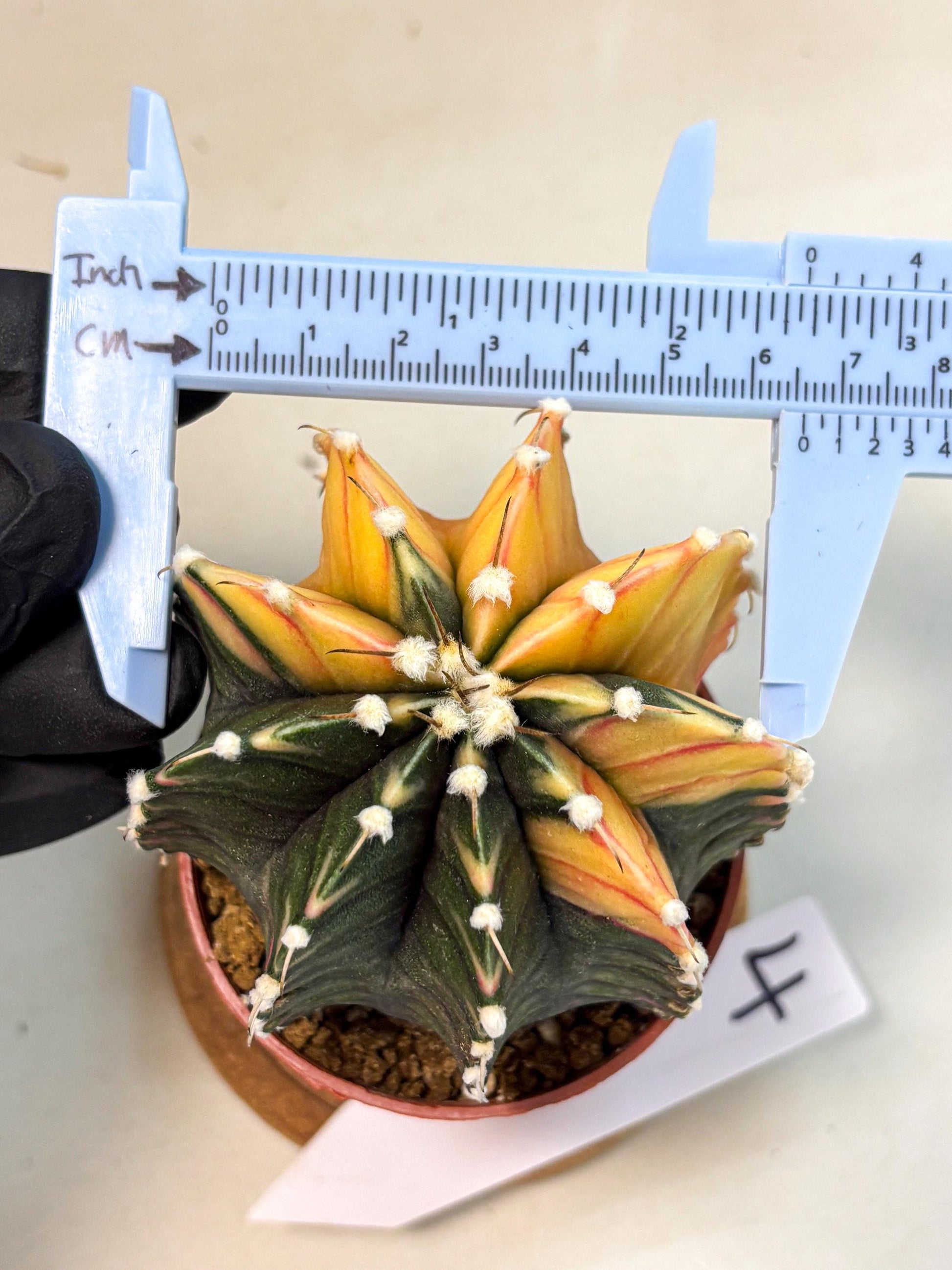 Gymnocalycium Lb Hybrid (gy4) (y4) | Mature Cactus