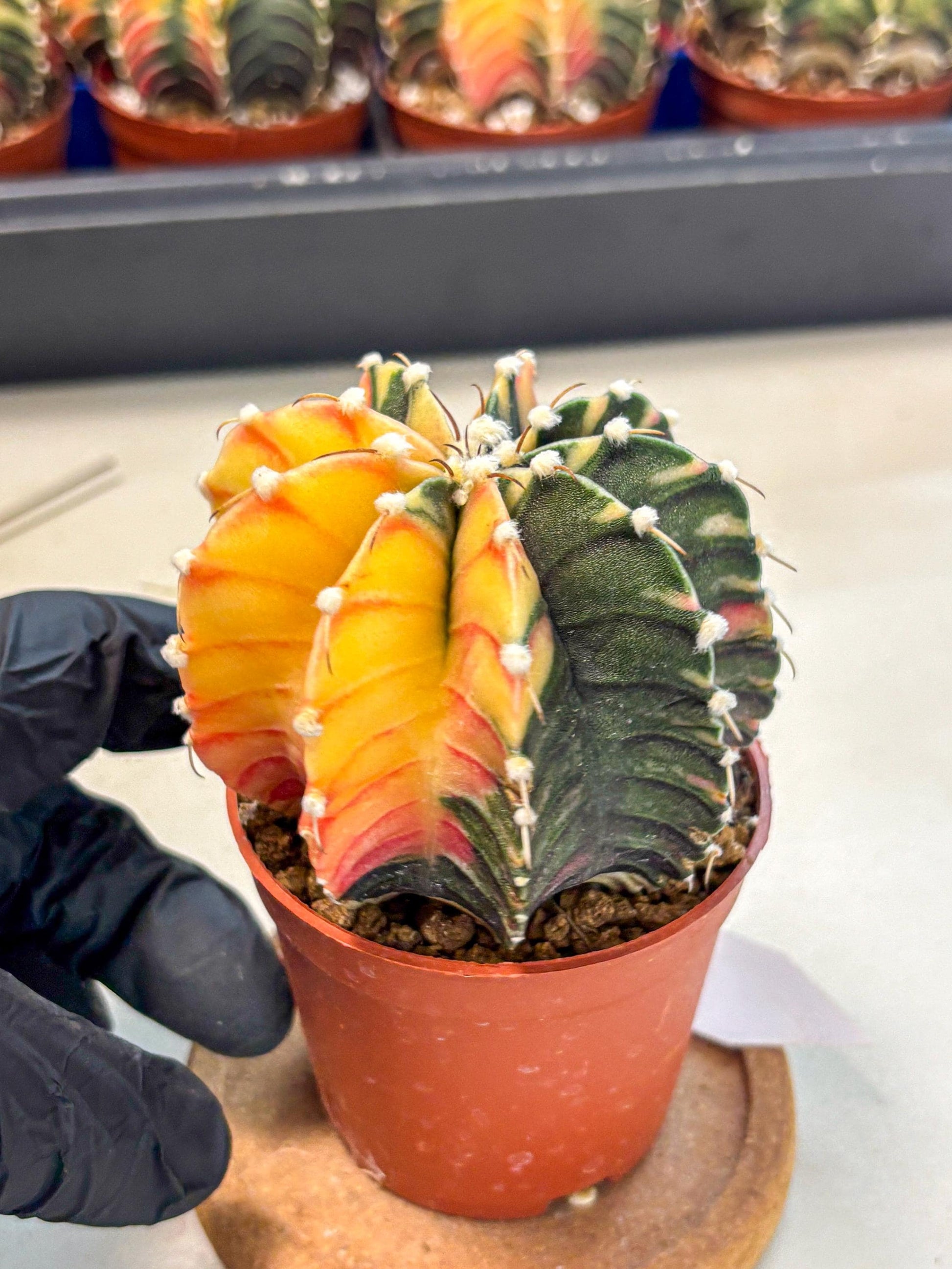 Gymnocalycium Lb Hybrid (gy4) (y4) | Mature Cactus