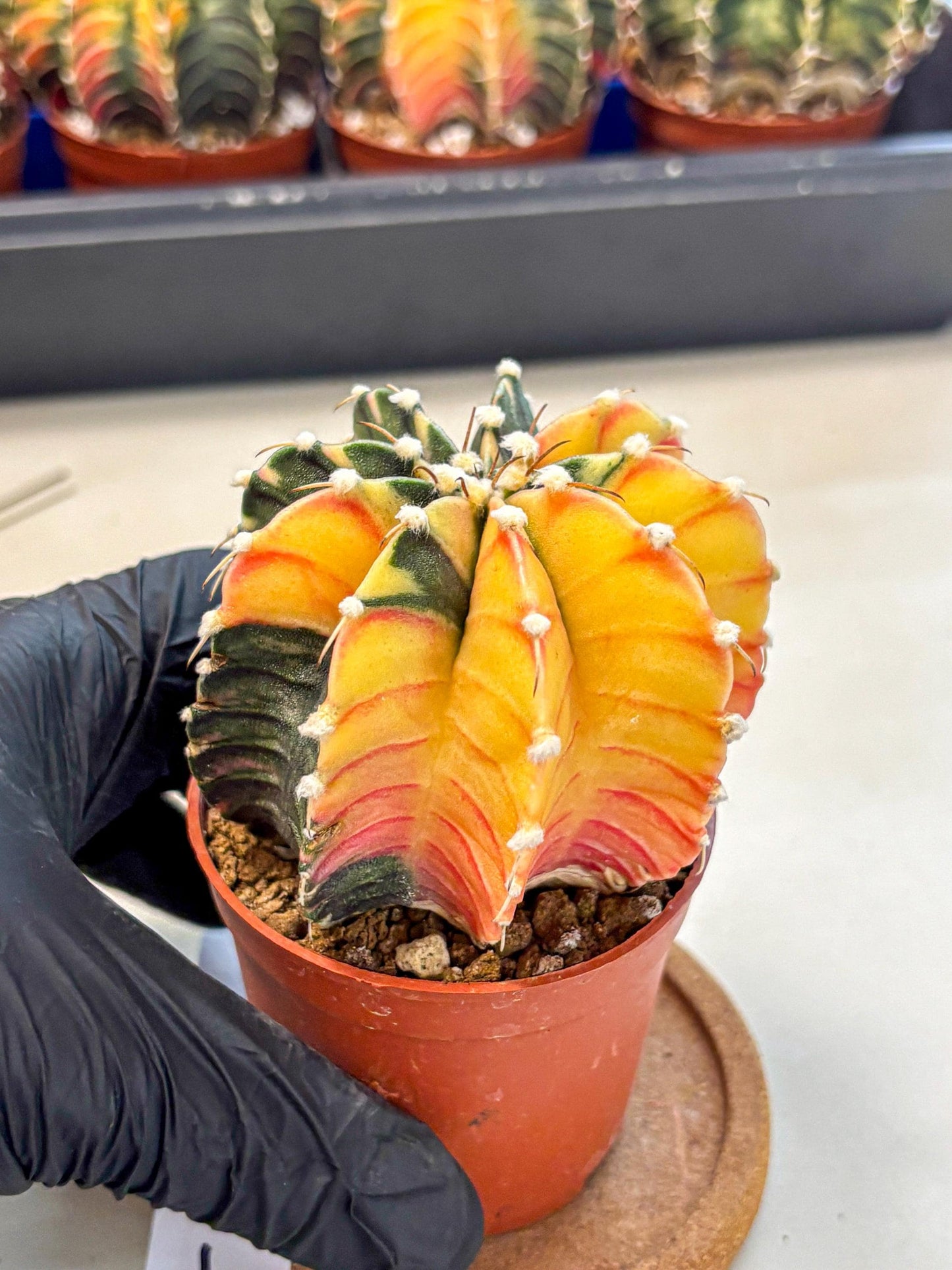 Gymnocalycium Lb Hybrid (gy4) (y4) | Mature Cactus
