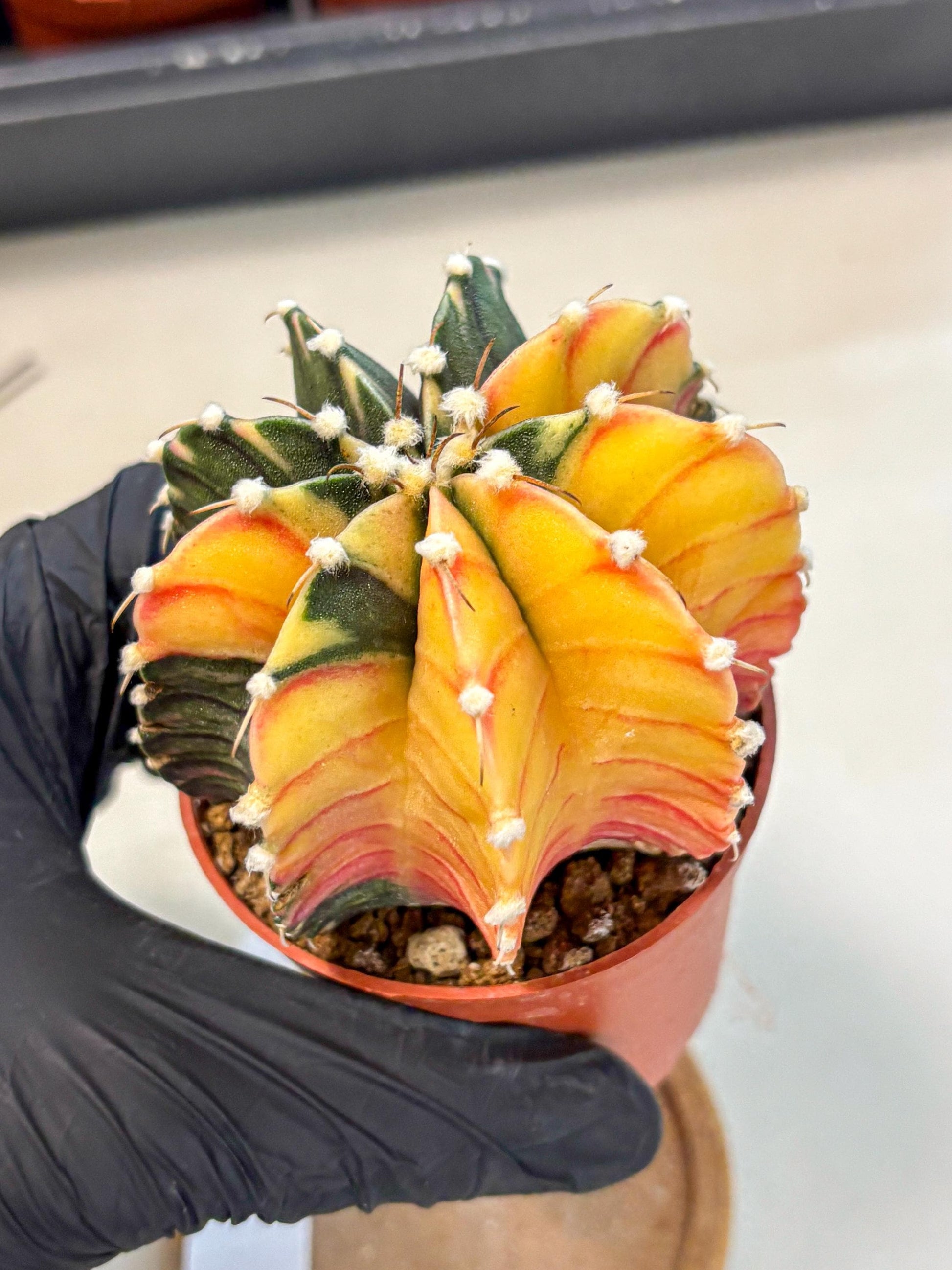 Gymnocalycium Lb Hybrid (gy4) (y4) | Mature Cactus