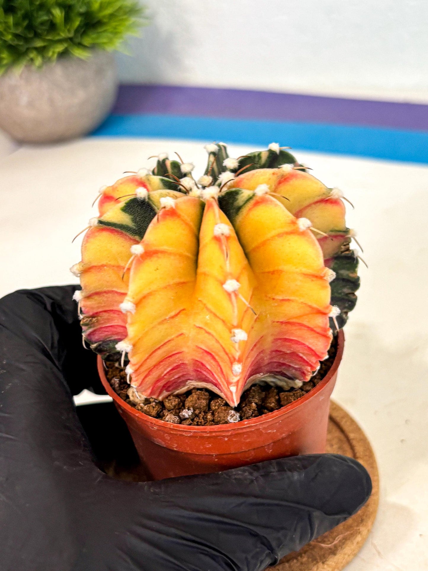 Gymnocalycium Lb Hybrid (gy4) (y4) | Mature Cactus