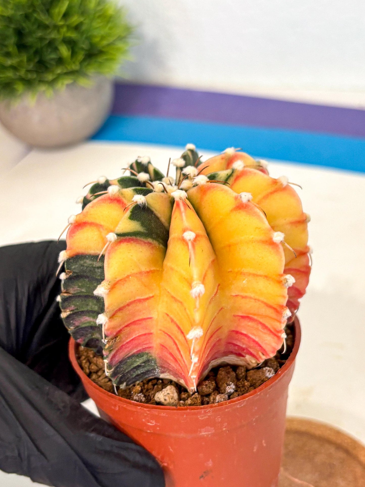 Gymnocalycium Lb Hybrid (gy4) (y4) | Mature Cactus