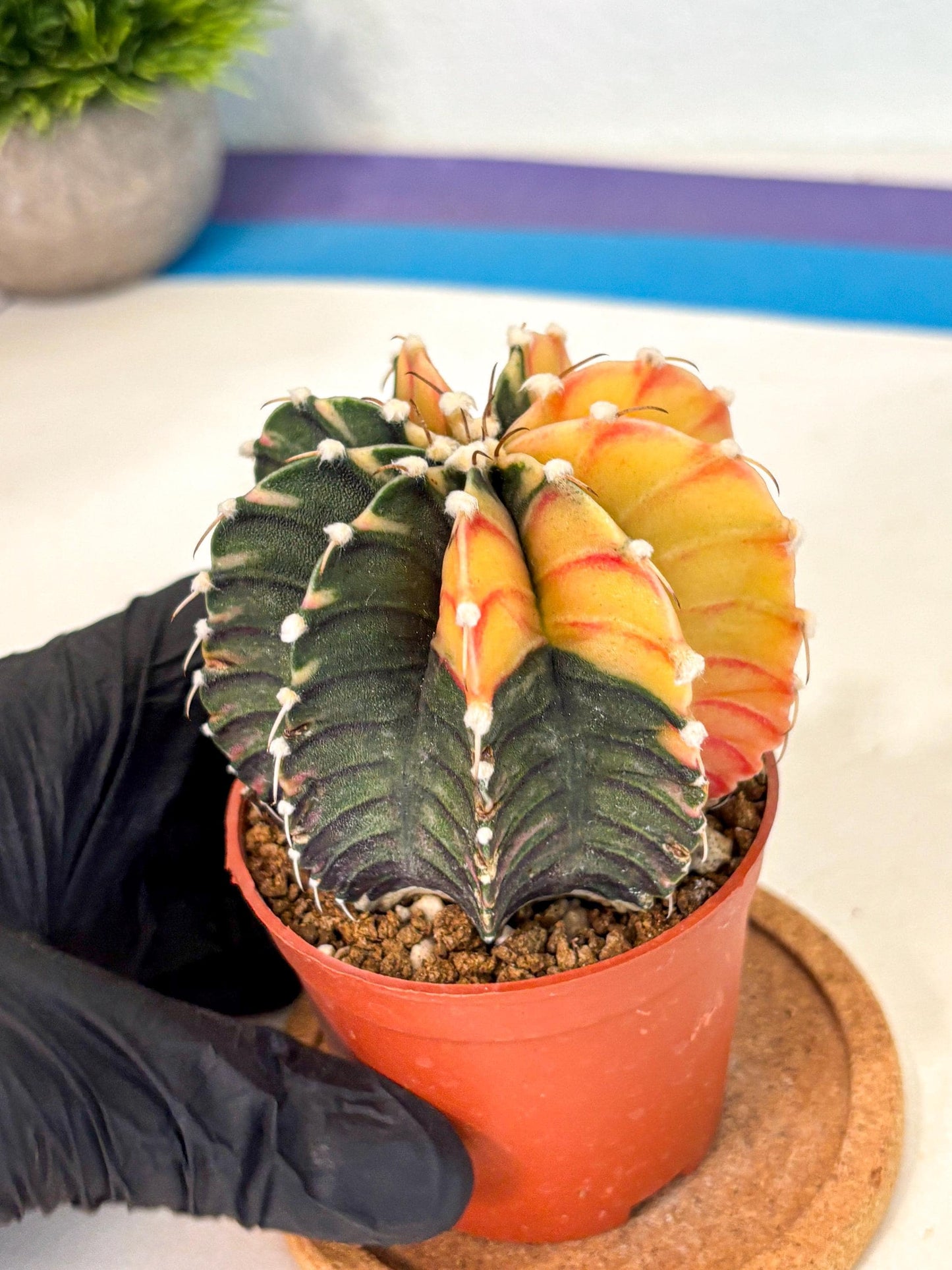 Gymnocalycium Lb Hybrid (gy4) (y4) | Mature Cactus