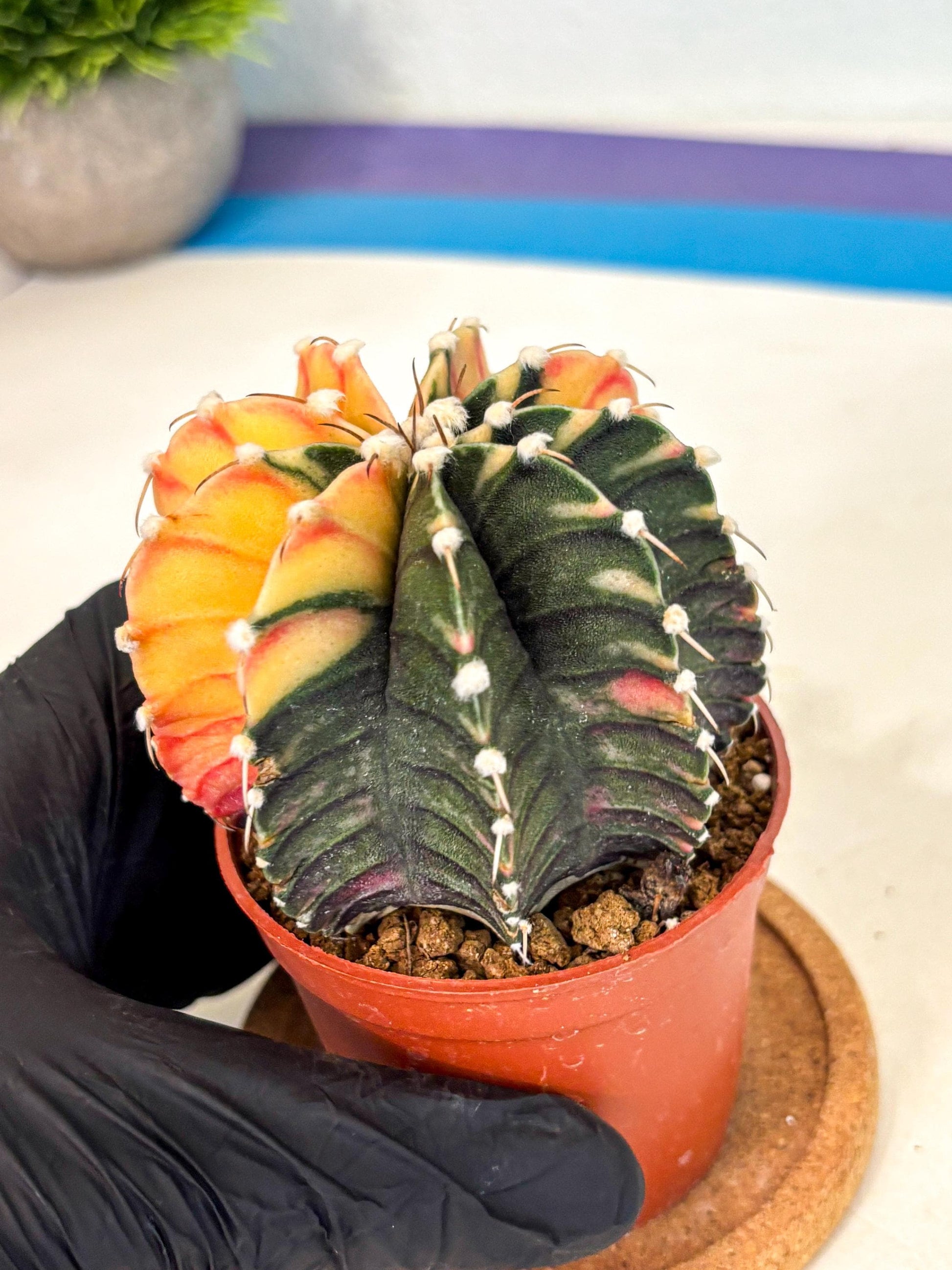 Gymnocalycium Lb Hybrid (gy4) (y4) | Mature Cactus