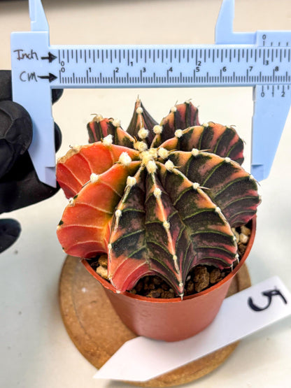 Gymnocalycium Lb Hybrid (gy4) (y5) | Mature Cactus