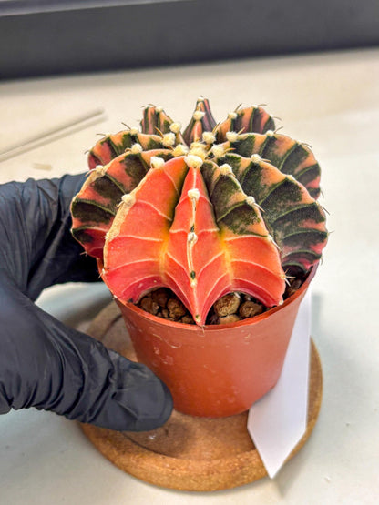 Gymnocalycium Lb Hybrid (gy4) (y5) | Mature Cactus