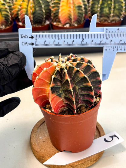 Gymnocalycium Lb Hybrid (gy4) (y5) | Mature Cactus