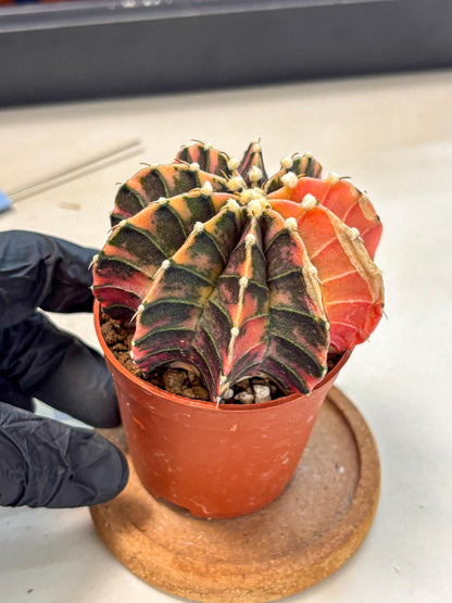 Gymnocalycium Lb Hybrid (gy4) (y5) | Mature Cactus