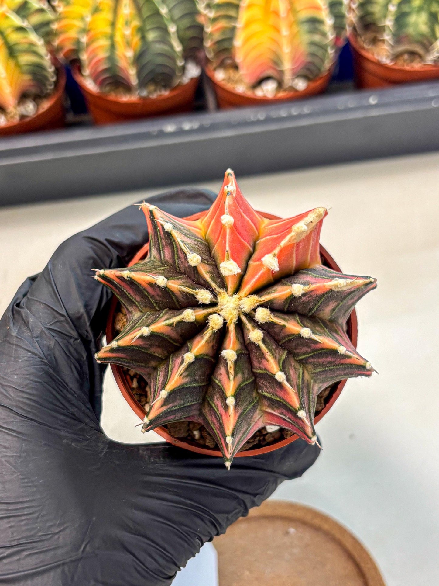 Gymnocalycium Lb Hybrid (gy4) (y5) | Mature Cactus