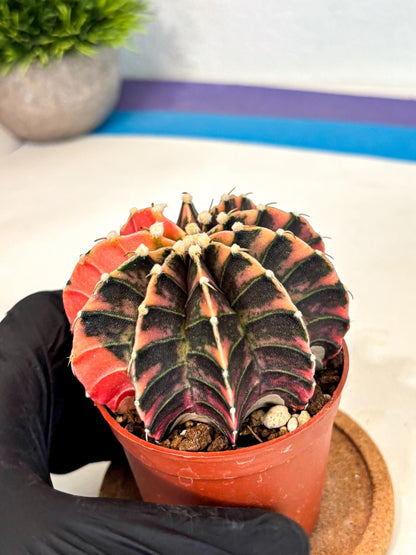 Gymnocalycium Lb Hybrid (gy4) (y5) | Mature Cactus