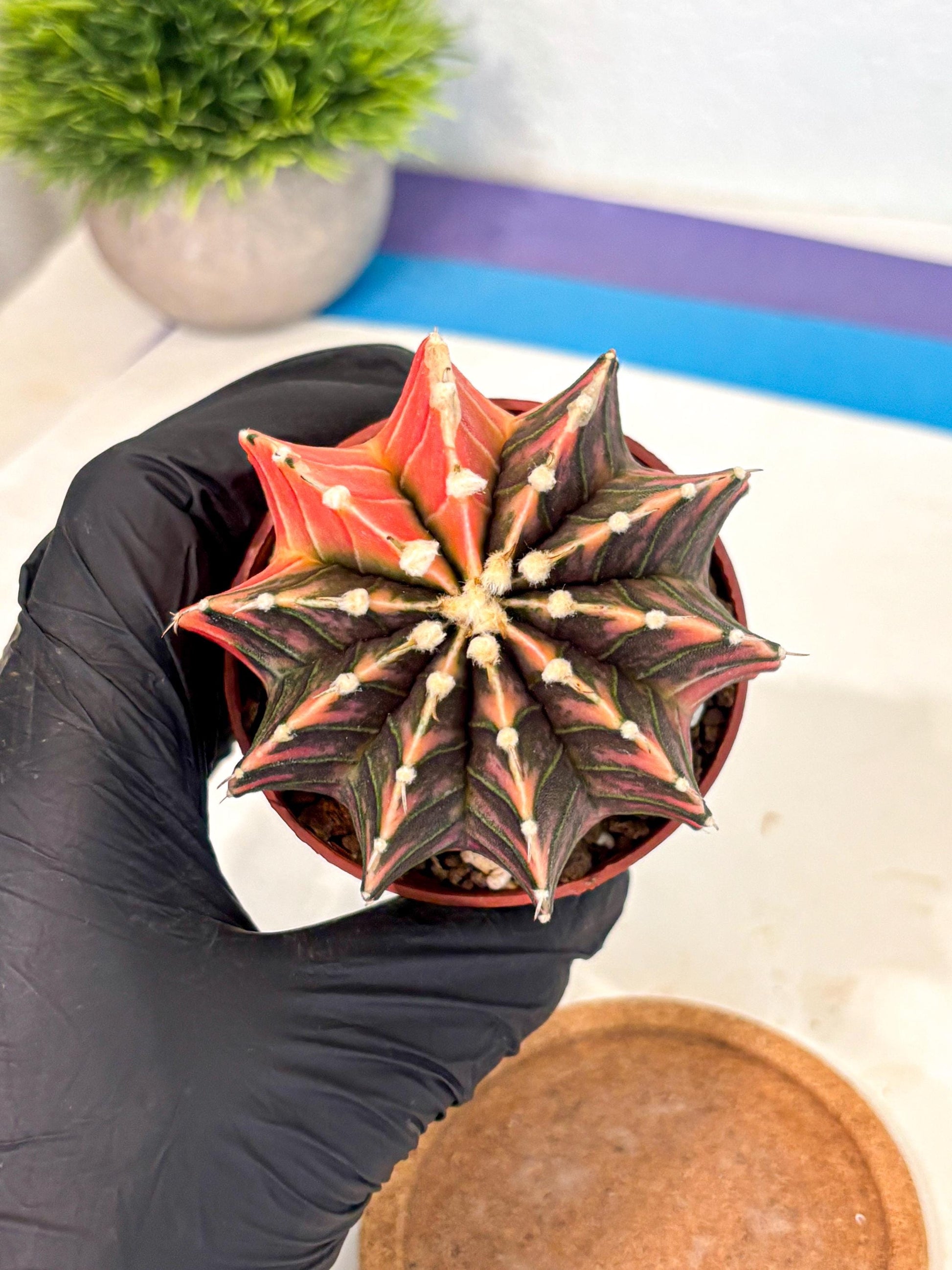 Gymnocalycium Lb Hybrid (gy4) (y5) | Mature Cactus